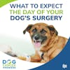 What to Expect the Day of Your Dog’s Surgery | Kate Basedow #139