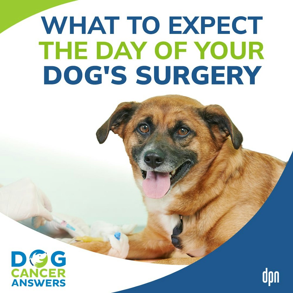 What to Expect the Day of Your Dog’s Surgery | Kate Basedow #139