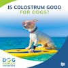 Is Colostrum Good for Dogs? │ Dr. Nancy Reese #127