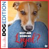 Why are Dogs so Loyal? | Dog Edition #70