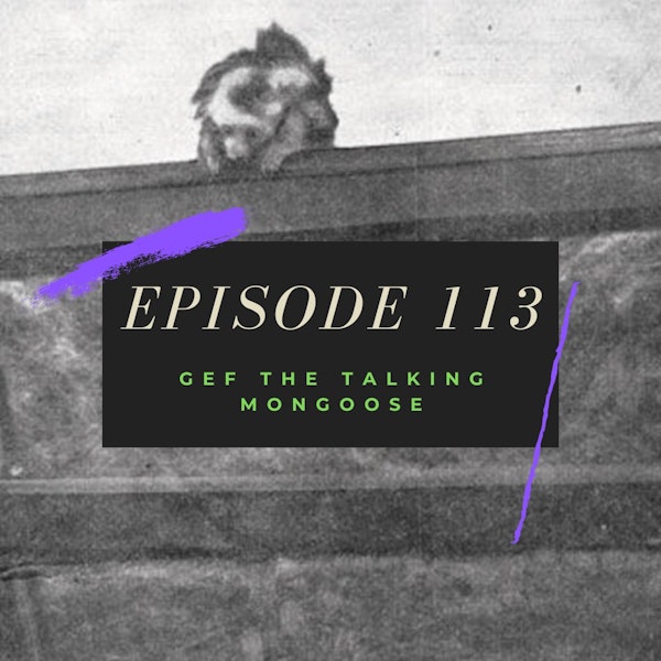 Ep. 113: Gef the Talking Mongoose