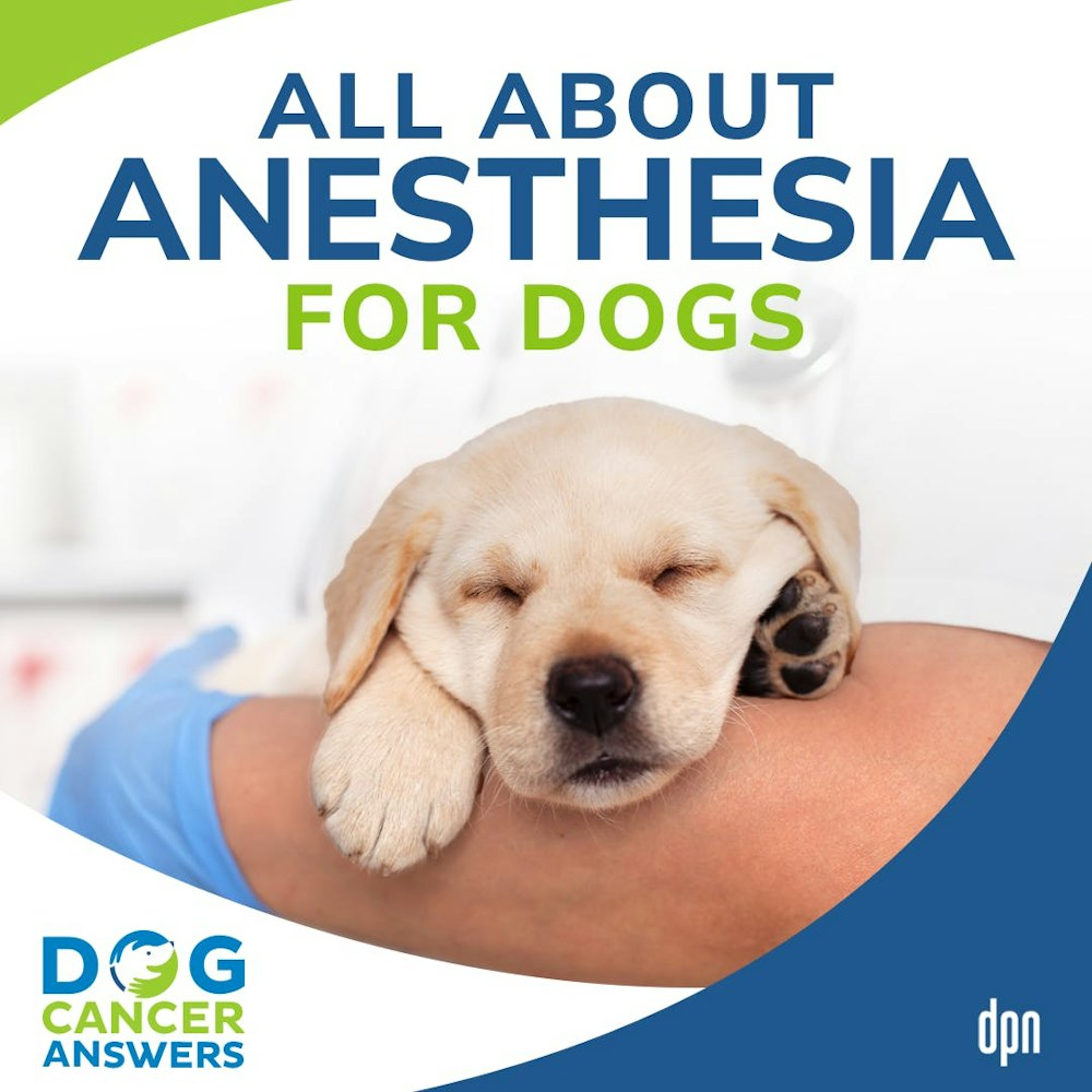 All About Anesthesia for Dogs | Tasha McNerney CVT #199