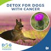 Detox for Dogs with Cancer | Dr. Nicole Sheehan #229