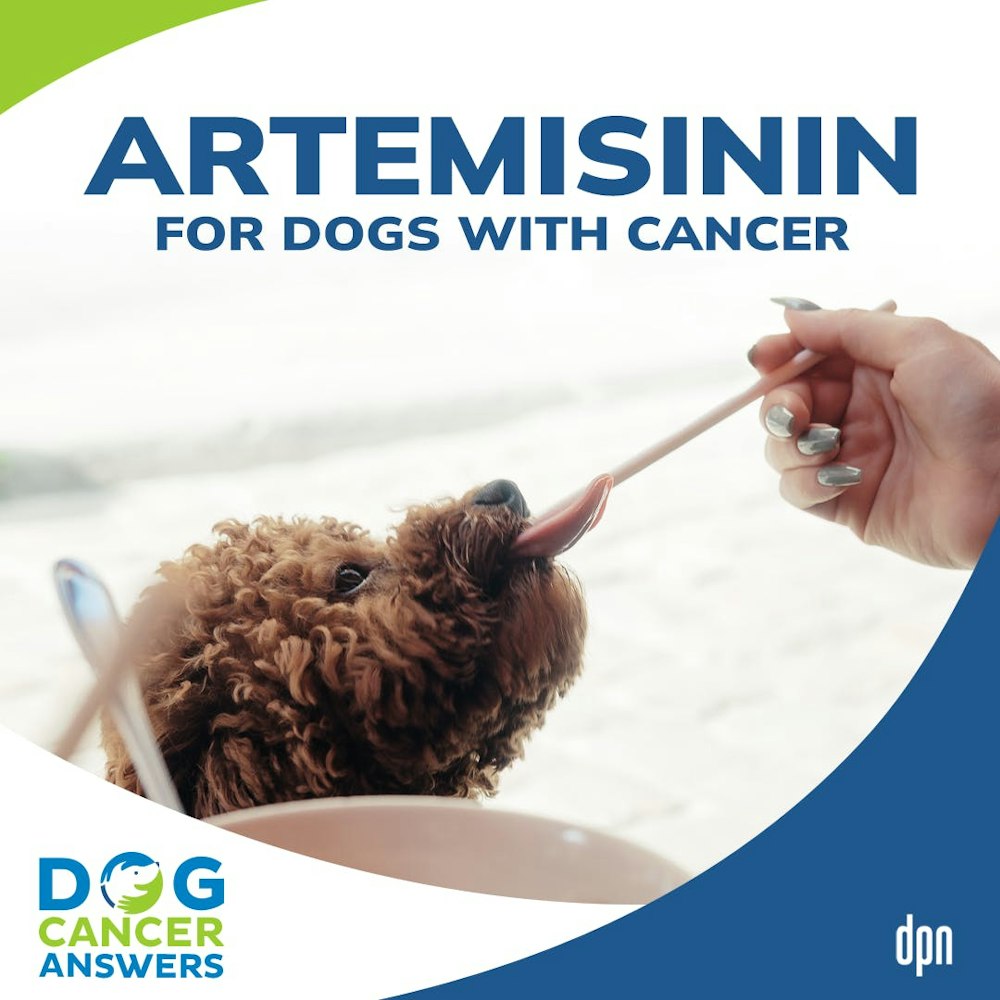 Artemisinin for Dogs with Cancer | Dr. Nancy Reese #136