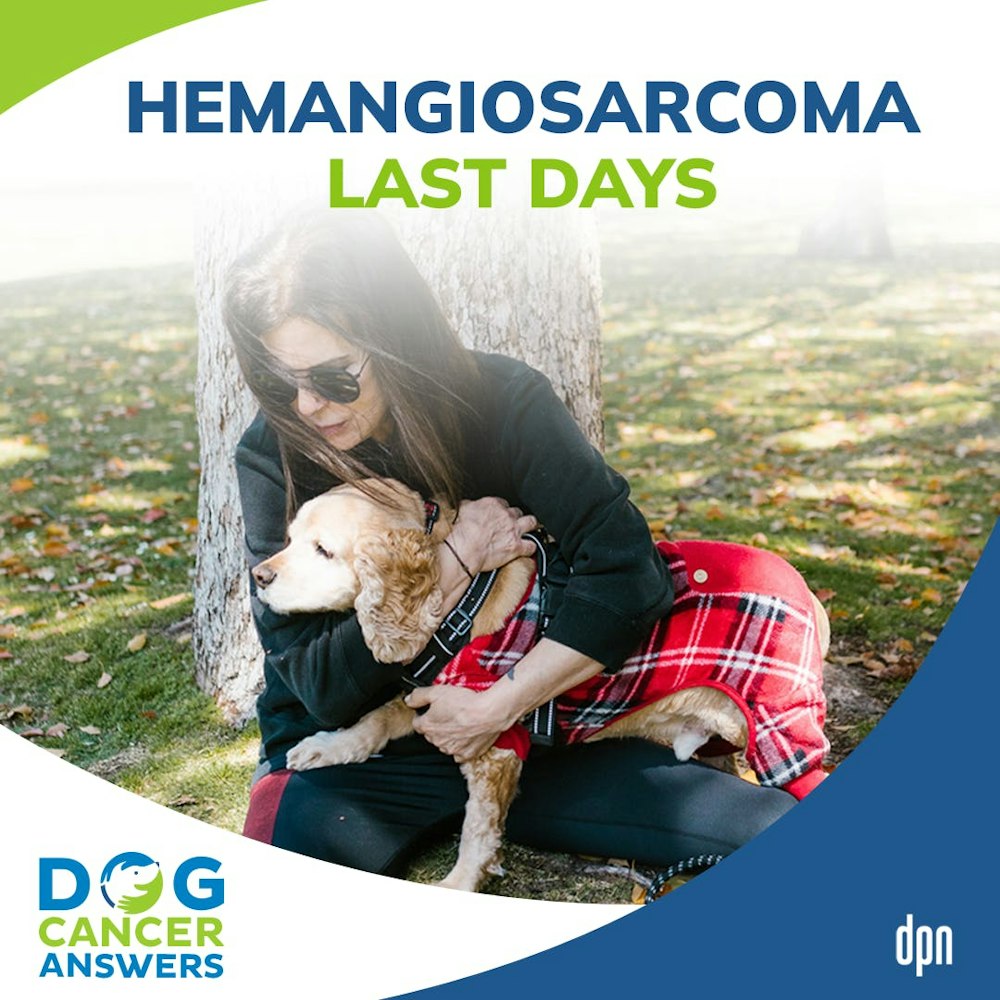 Hemangiosarcoma Dog Symptoms: What Happens in the Last Days | Dr. Trina Hazzah #117