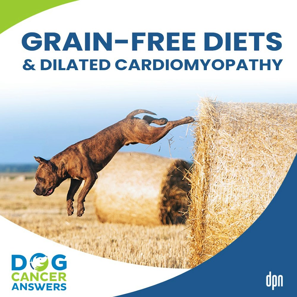 Grain Free Diets and Dilated Cardiomyopathy | Dr. Nancy Reese, DVM, PhD and Dr. Kendra Pope, DVM, DACVIM #135