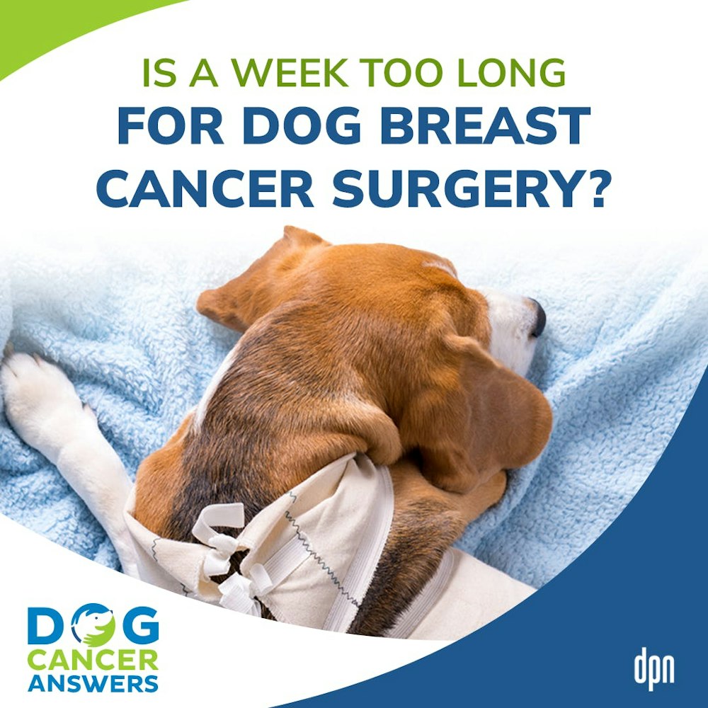 Is a Week Too Long for Dog Breast Cancer Surgery? | Dr. Brooke Britton #177