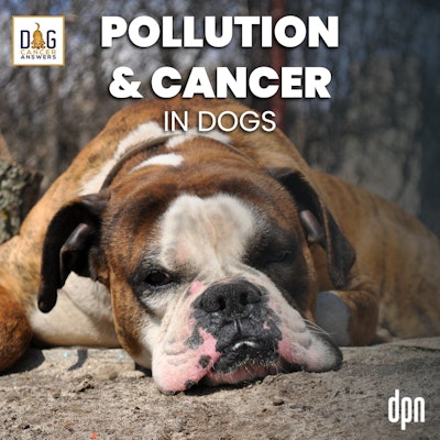 Episode image for Pollution and Cancer in Dogs | Dr. Lauren Trepanier #176