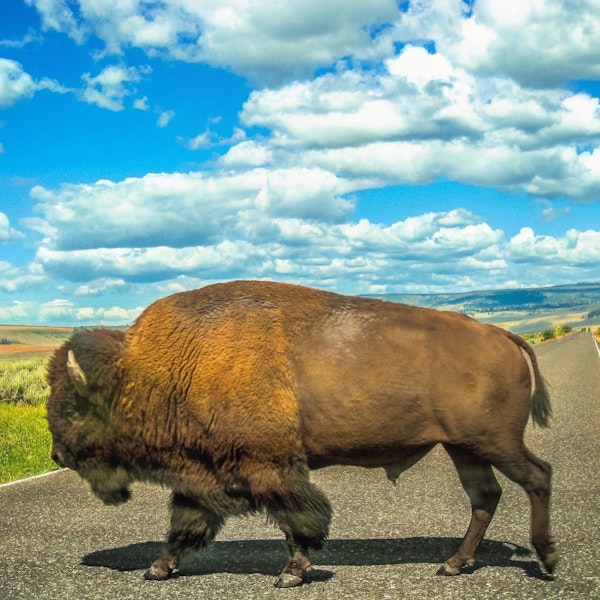 #13: The Great American Bison Road Trip