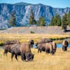 #118: Where the Bison Roam