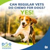 Can Regular Vets Do Chemo for Dogs? Yes! | Dr. Kristen Lester #222