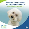 Where Do I Start with Supplements for Dog Cancer? | Dr. Jessica Tartof #221