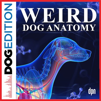 Weird Dog Anatomy | Dog Edition #80