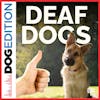 Deaf Dogs | Dog Edition #87