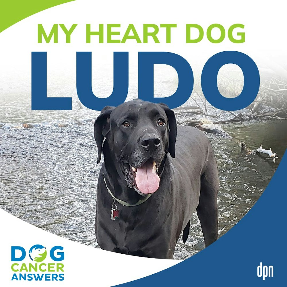 My Heart Dog Ludo | Dr. Adrienne Anderson #215