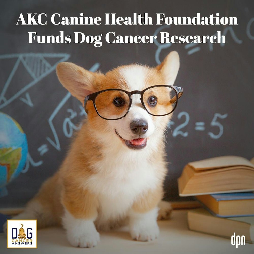 AKC Canine Health Foundation Funds Dog Cancer Research | Dr. Jennifer MacLeay #171