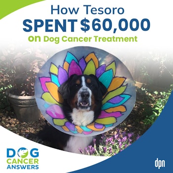 How Tesoro Spent $60,000 on Dog Cancer Treatment | Diana Gerba #198
