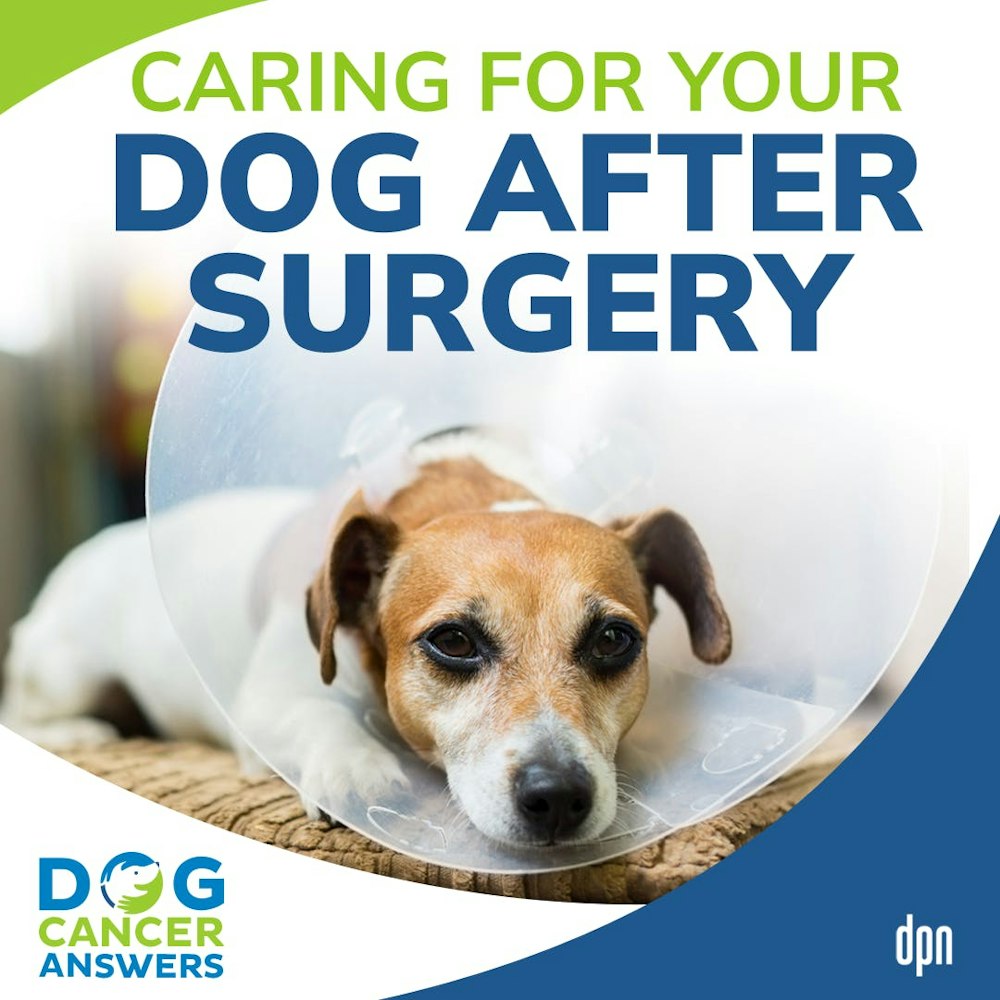 Caring for Your Dog After Surgery | Kate Basedow #140