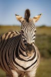 Can a Zebra EVER Change His Stripes? Should We Trust Him To?