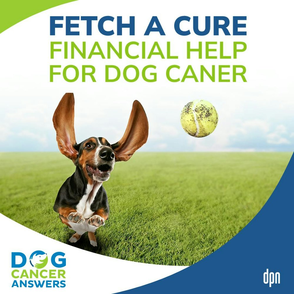 FETCH a Cure: Financial Help for Dog Cancer | Joanne Silverman #150