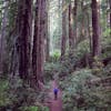#80: Mailbag: Redwood National and State Parks, and much more!