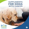 Supplements for Dogs with Cancer | Dr. Demian Dressler #129