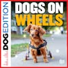 Dogs On Wheels | Dog Edition #91