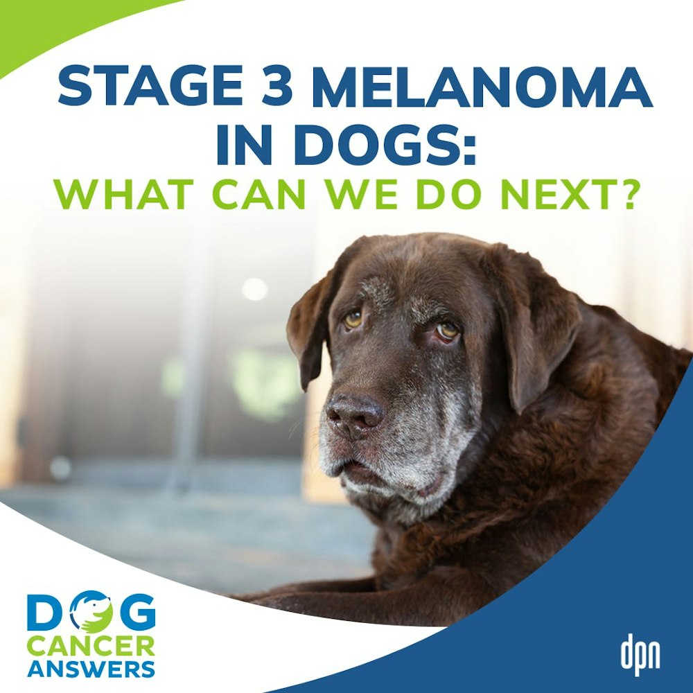 Stage 3 Melanoma in Dogs: What Can We Do Next? | Dr. Nancy Reese #151
