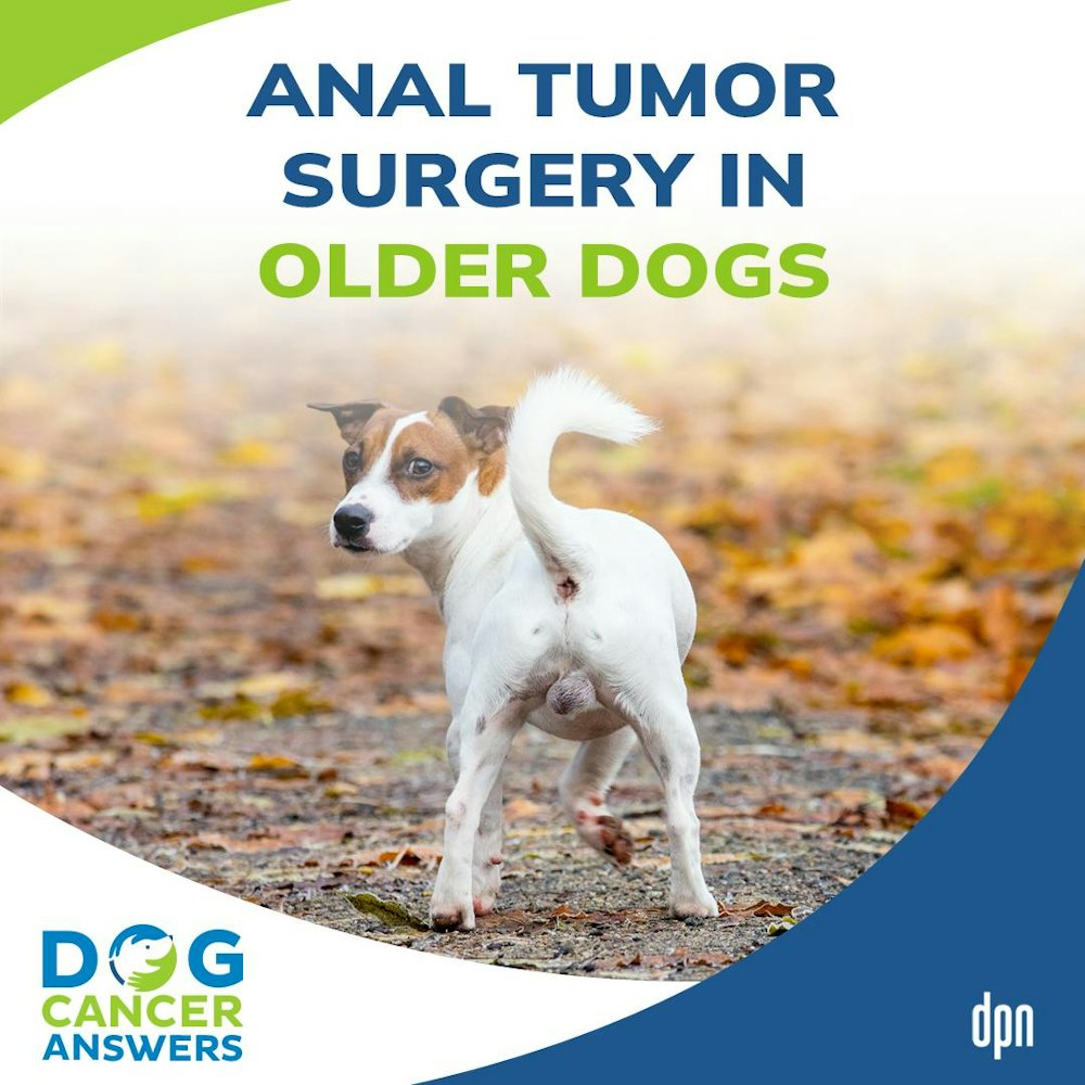 Anal Tumor Surgery In Older Dogs │ Dr. Nancy Reese #128