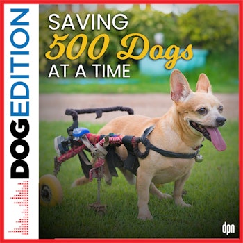 Saving 500 Dogs at a Time | Dog Edition #67