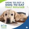 How to Get a Dog to Eat That Refuses To Do So | Dr. Susan Recker #233