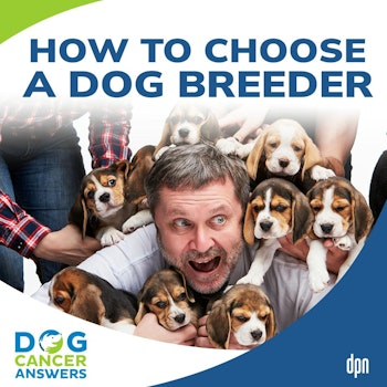 How to Choose a Dog Breeder | Dr. Jerry Klein, DVM #137