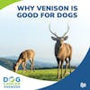 Why Venison is Good for Dogs | Dr. Alex Ubell #223
