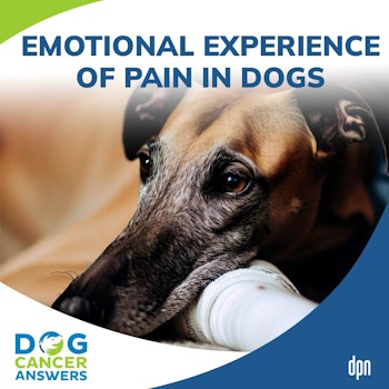 Emotional Experience of Pain in Dogs | Tasha McNerney CVT #216