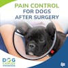 Pain Control for Dogs After Surgery | Tasha McNerney CVT #206