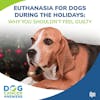 Euthanasia for Dogs During the Holidays: Why You Shouldn’t Feel Guilty | Molly Jacobson and Kate Basedow #142