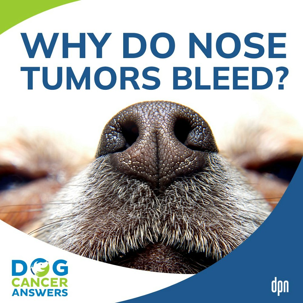 Why Do Nose Tumors Bleed? | Dr. Brooke Britton #197