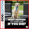 What Happens To My Dog If I Die? | Dog Edition #41