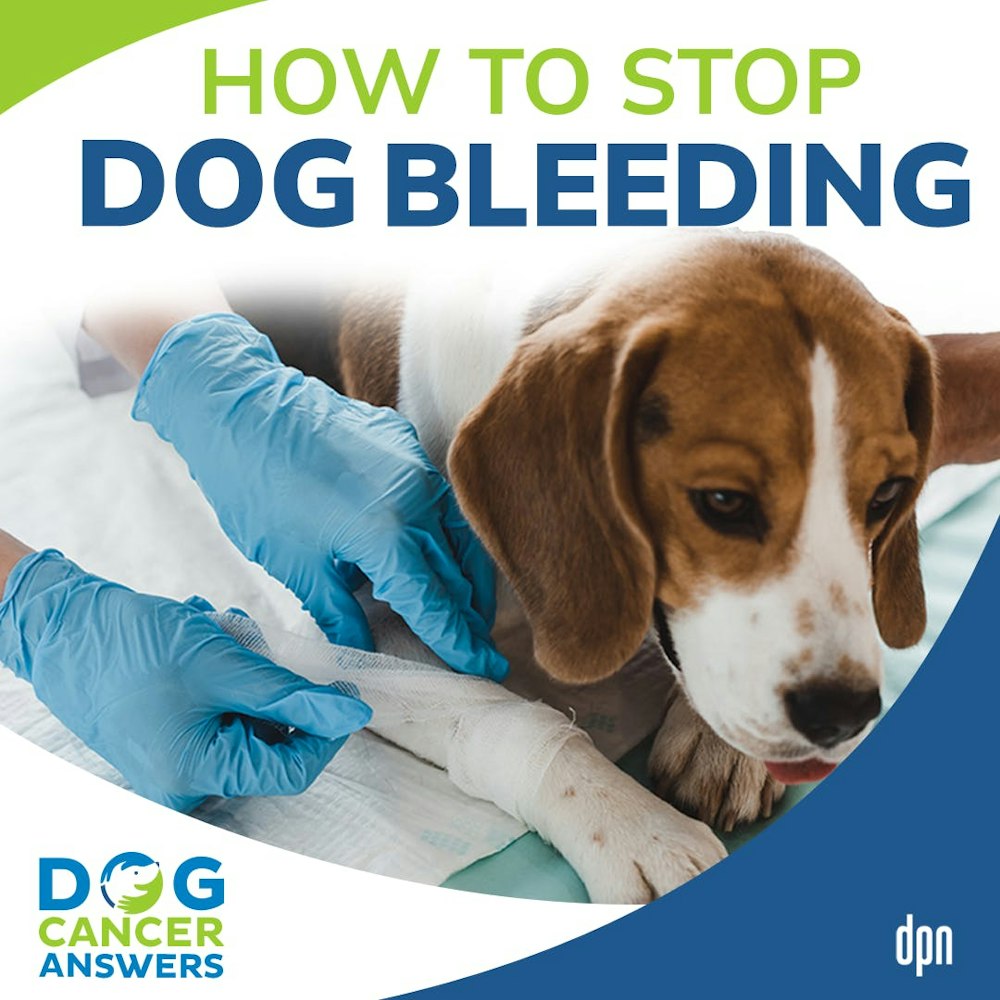 How to Stop Dog Bleeding | Dr. Nancy Reese #141