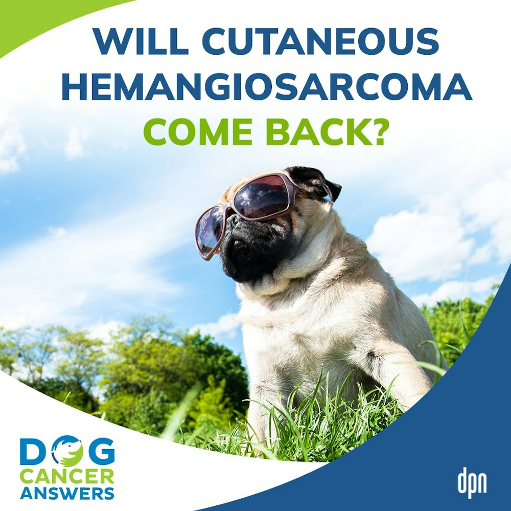 Will Cutaneous Hemangiosarcoma Come Back? | Dr. Brooke Britton #191
