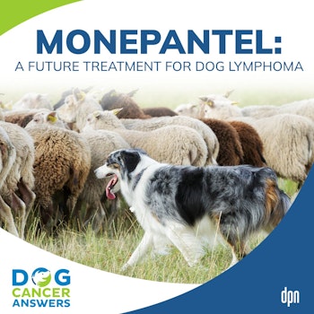 Monepantel: A Future Treatment for Dog Lymphoma | Dr. Kim Agnew #207