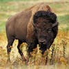 The Bison Are Back: Reclaiming Native American Foodways