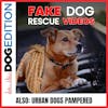Fake Dog Rescue Videos | Urban Dogs Pampered | Dog Edition #39