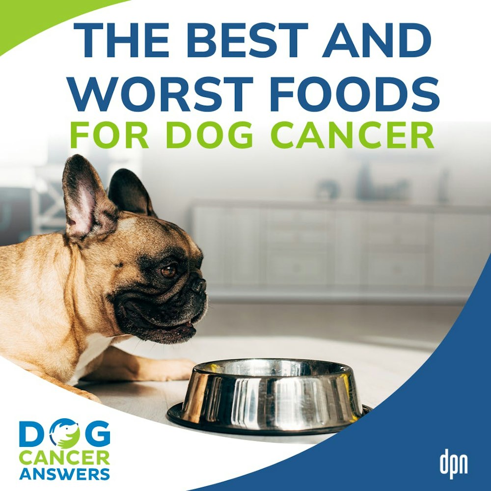 The Best and Worst Foods for Dog Cancer | Dr. Susan Recker #214