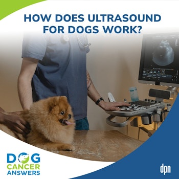 How Does Ultrasound for Dogs Work? | Dr. Adrienne Anderson #217