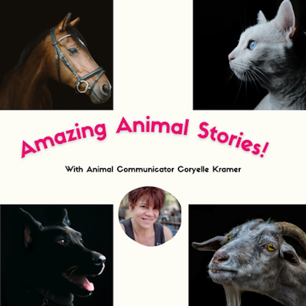 Amazing Animal Stories with Coryelle Kramer