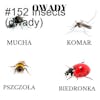 #152 Insects (owady)