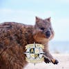 2020 Travel Trends Part 3: Rise of the Quokka