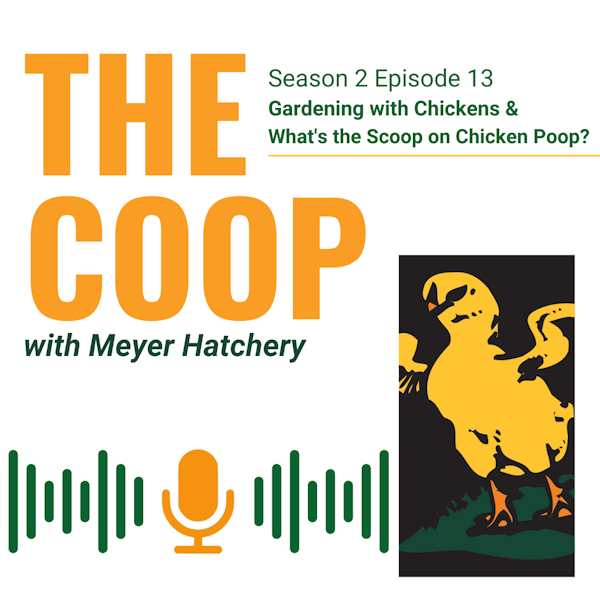Gardening with Chickens and What's the Scoop on Chicken Poop?