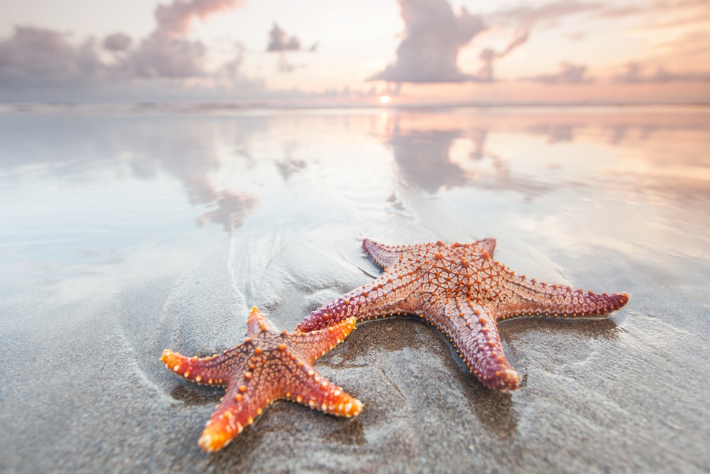 Closing Thought of the Week: Tale of the Starfish - E26